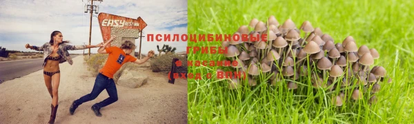 ГАЛЛЮЦИНОГЕННЫЕ ГРИБЫ Бородино