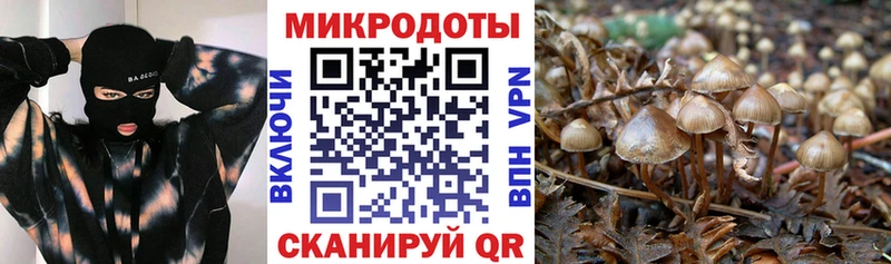 Псилоцибиновые грибы Cubensis  мега как зайти  Новосибирск  купить наркотик 